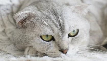 ayx爱游戏_ 哈登助攻创纪录，篮网大胜黄蜂，蓝网哈登首秀