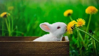 爱游戏APP_中国女子足球的国际历程，追寻资格赛的荣耀